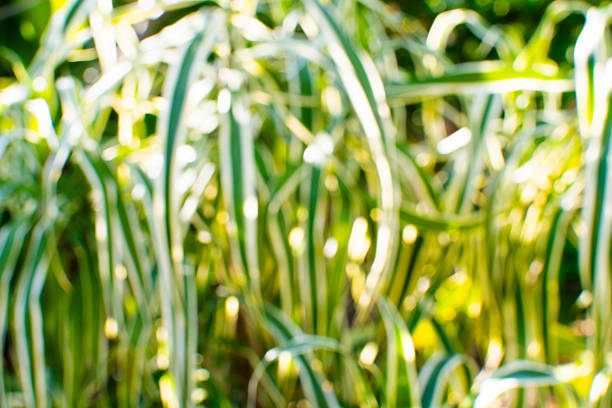 istock Green and White Striped Leaves with Soft Focus 2210299180