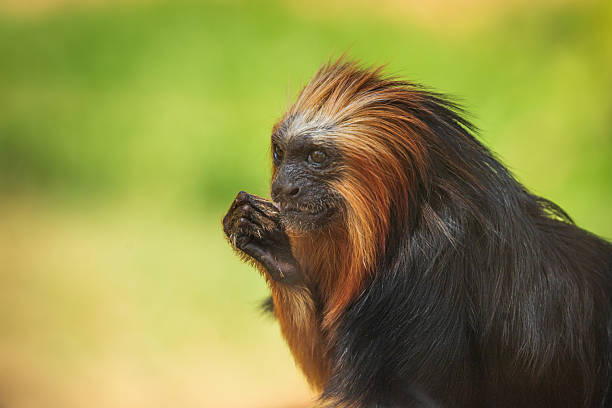 Marmoset eating and making faces and mouths.