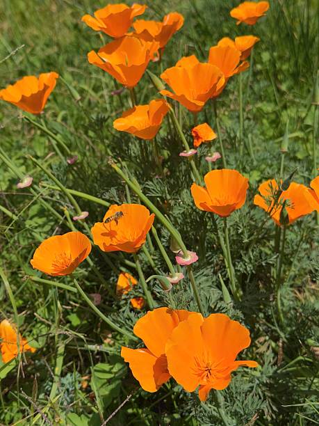 istock Blooming California poppies - with bee - close-up 2210300302