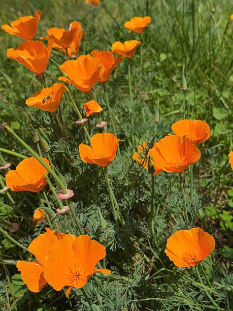 istock Blooming California poppies - with bee 2210300315