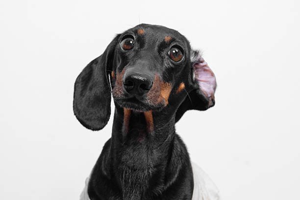 Portrait of an adorable dachshund with a curious expression against a white background, capturing its playful and inquisitive nature.