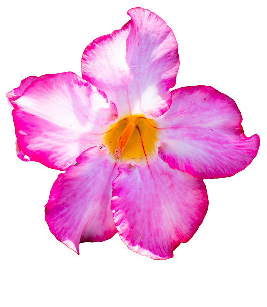 istock Desert Rose Flower Close-Up 2210302595