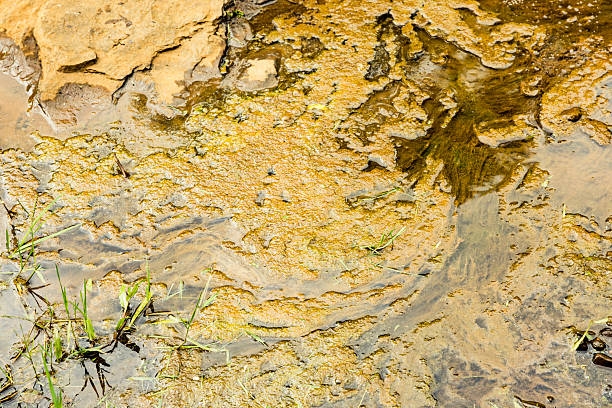 Algae growth in a body of water