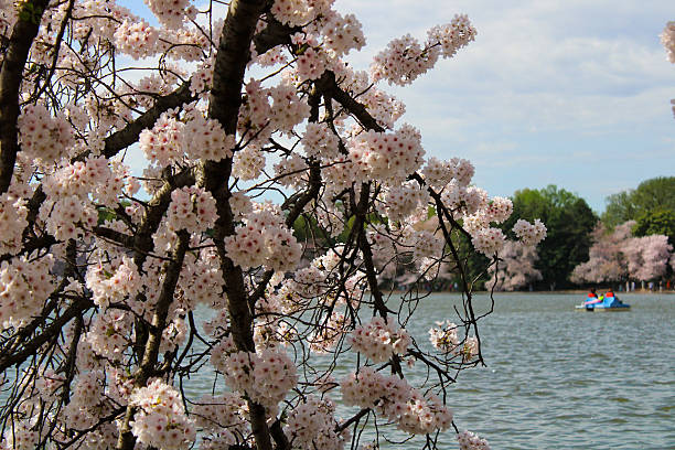 istock Peak Bloom of Cherry Blossoms 2210306289