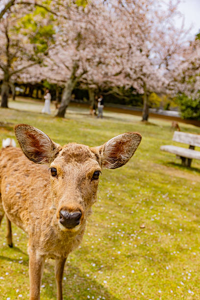 istock Cherry blossoms in full bloom and deer in Nara Park 2210309590