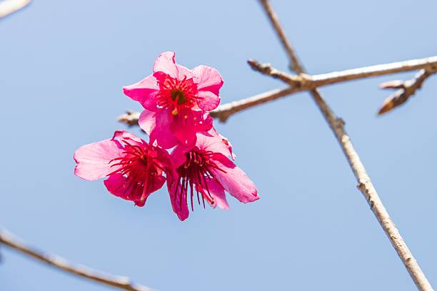 istock Vibrant Pink Cherry Blossoms Against a Clear Blue Sky 2210311680