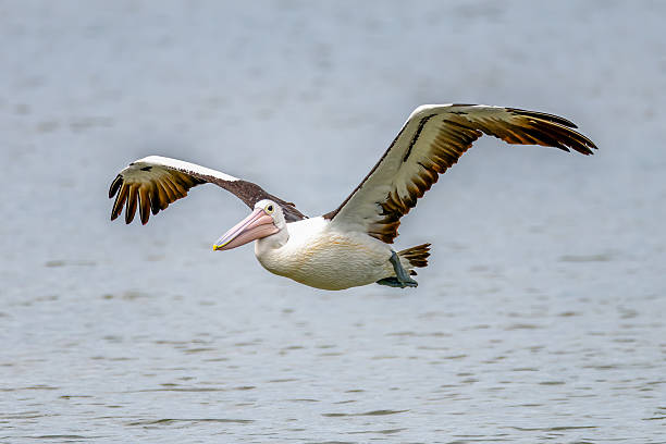 istock Pelican in flight at the Mallacoota Inlet 2210314185
