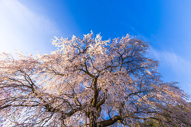istock Matabei cherry blossoms in full bloom in Uda City, Nara Prefecture 2210314463