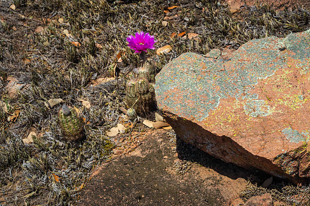Gorgeous bright bold hot pink cactus bloom only for one day late spring. Inks Lake State Park, Burnet, Texas Llano uplift geology, geologic, limestone native plants growing in arid rocks