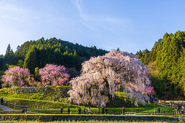 istock Matabei cherry blossoms in full bloom in Uda City, Nara Prefecture 2210315793