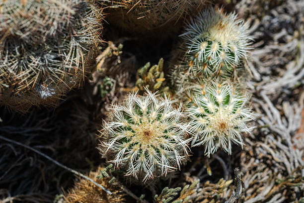 istock Hot pink cactus blooming in Inks Lake State Park area, Burnet, Texas 2210315830