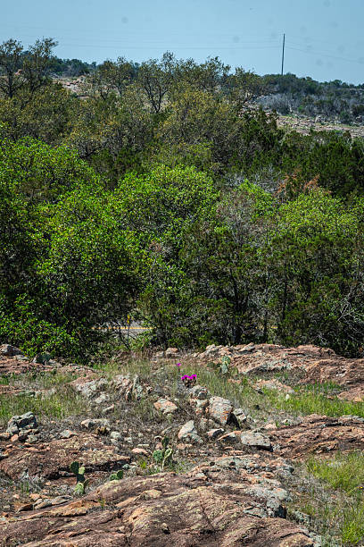 istock Hot pink cactus blooming in Inks Lake State Park area, Burnet, Texas 2210315842