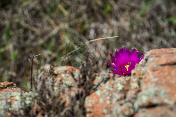 Hot pink cactus flowers only bloom for one day during late spring. They're growing among crevices of limestone rock through out Inks Lake State Park and give a vibrant show to visitors of the state park. Biology. Geography. Growth.