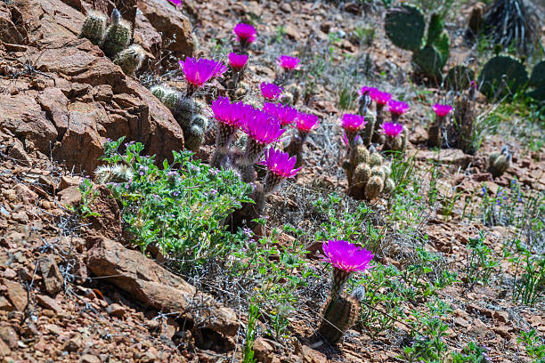 istock Pink cactus blooms, Llano, Texas 2210315939