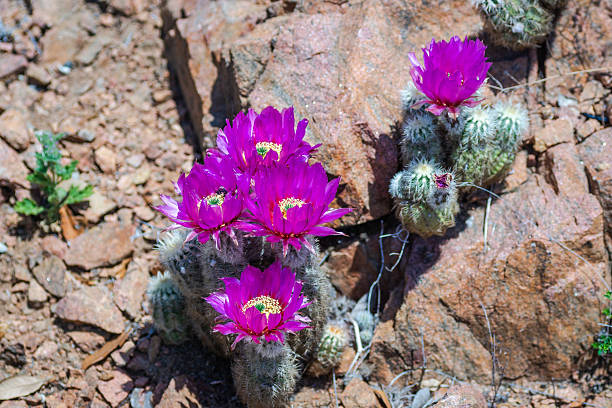 istock Pink cactus blooms, Llano, Texas 2210316011