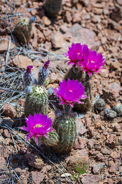 istock Pink cactus blooms, Llano, Texas 2210316025