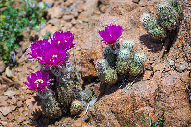 istock Pink cactus blooms, Llano, Texas 2210316027