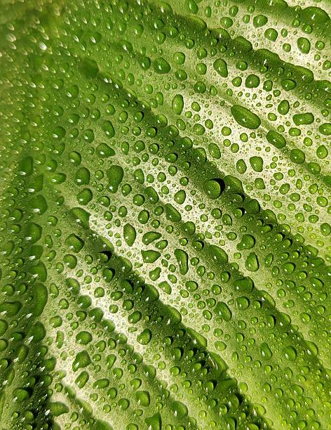 istock Many water drops on green leaves 2210316133