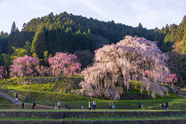 istock Matabei cherry blossoms in full bloom in Uda City, Nara Prefecture 2210316237