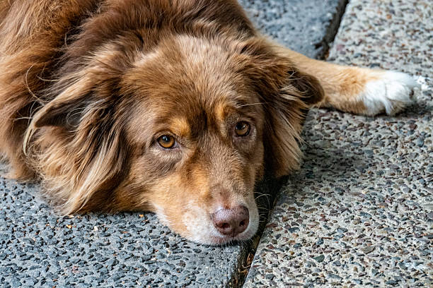 Beautiful dog rests and waits for its owner.