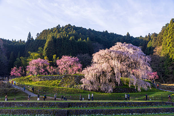 istock Matabei cherry blossoms in full bloom in Uda City, Nara Prefecture 2210317041