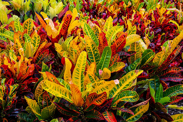 Highly coloured croton plants in a tropical garden
