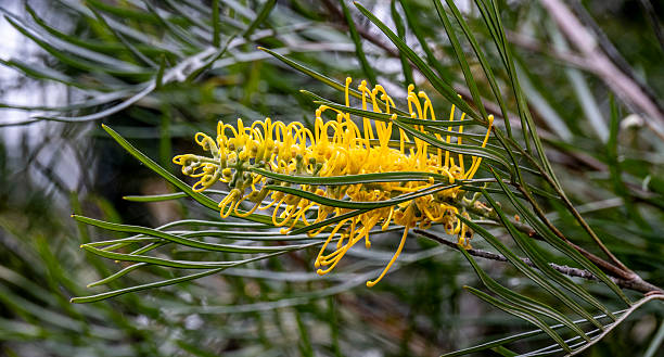 Yellow Banksia flower in bloom