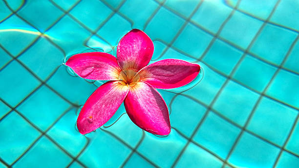 Pink Apocynaceae flowers floating in the swimming pool.