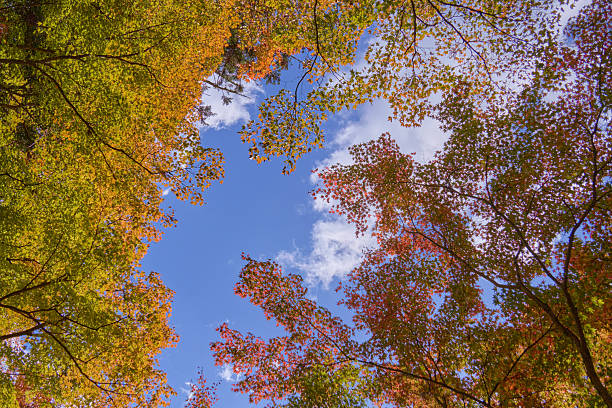 Blue sky peeking through the autumn leaves of maple trees.