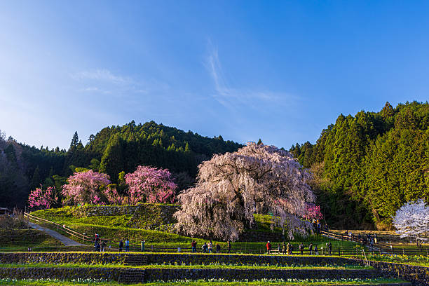 istock Matabei cherry blossoms in full bloom in Uda City, Nara Prefecture 2210317487