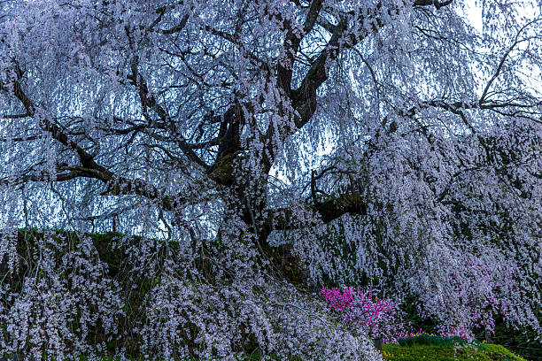 istock Matabei cherry blossoms in full bloom in Uda City, Nara Prefecture 2210319366
