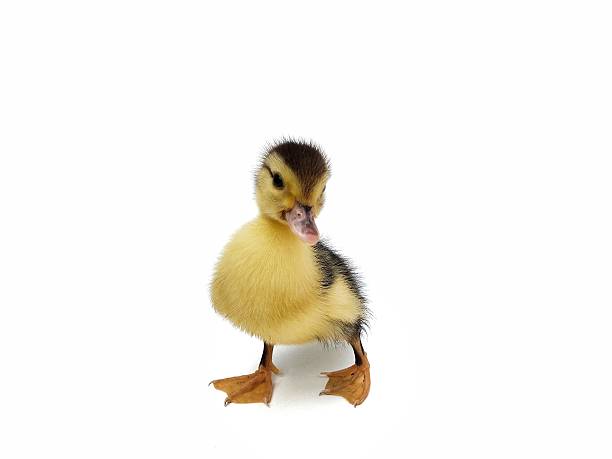 Cute duckling isolated on white background, design element