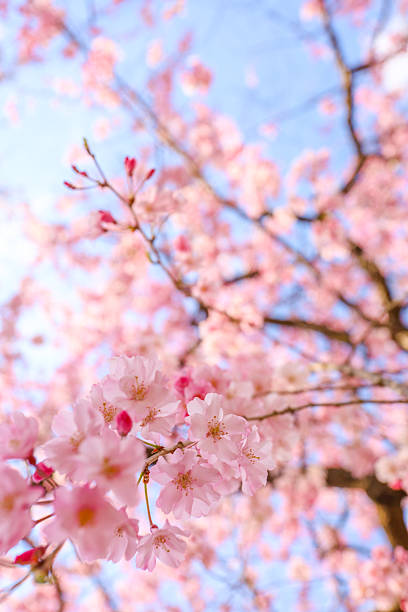 istock Blue spring skies and weeping cherry blossoms in full bloom. 2210319580