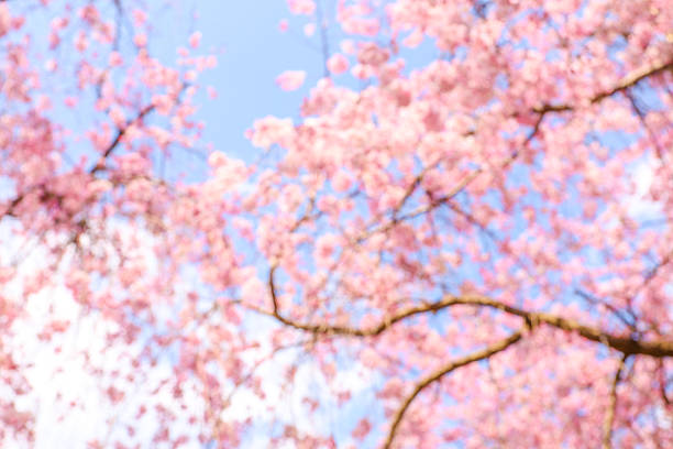 Blue spring skies and weeping cherry blossoms in full bloom.