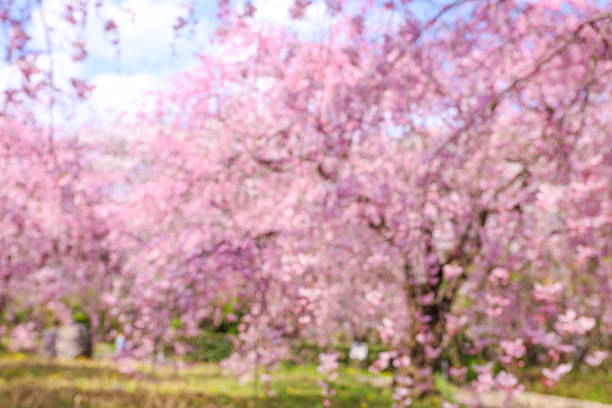 Blue spring skies and weeping cherry blossoms in full bloom.