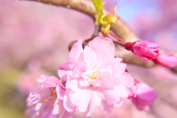 A close-up (macro) of a weeping cherry tree in full bloom bathed in the spring sunlight.