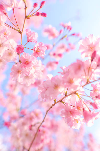 istock A close-up (macro) of a weeping cherry tree in full bloom bathed in the spring sunlight. 2210319608