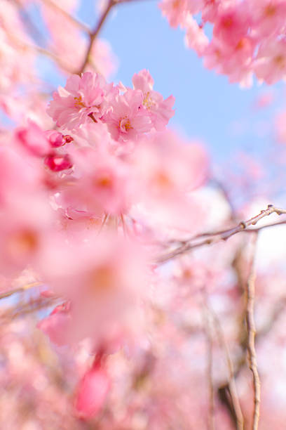istock A close-up (macro) of a weeping cherry tree in full bloom bathed in the spring sunlight. 2210319615