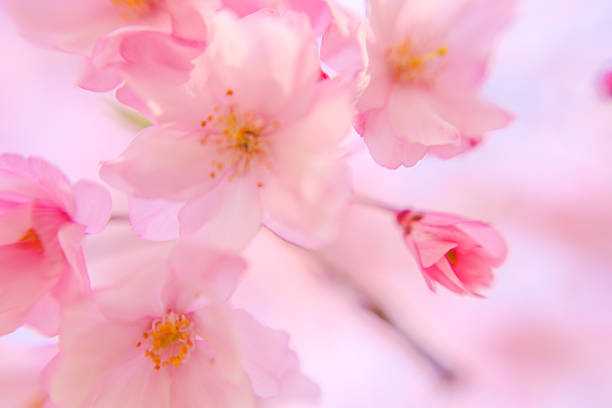 Early blooming cherry blossoms Kawazu cherry blossoms
