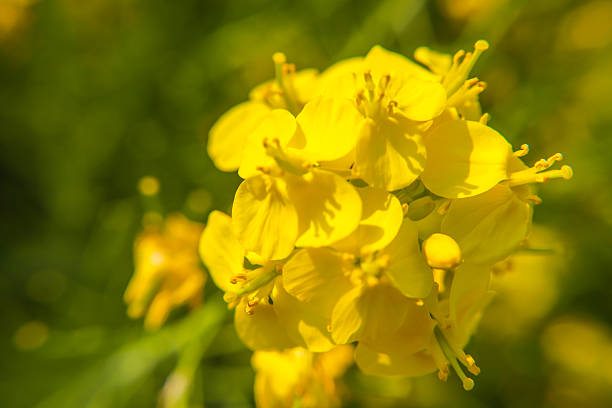 Mustard flower against blue sky as background.
