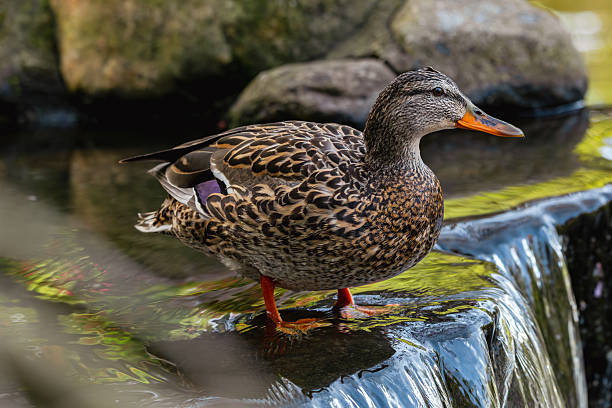 Female Duck At The Park