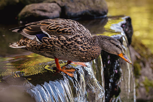 istock Female Duck At The Park 2210322017