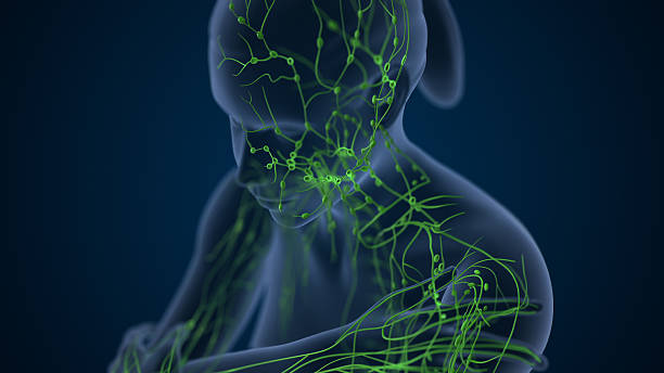 istock Lymphatic Vessels Circulating Immune Defense Fluids 2210322750