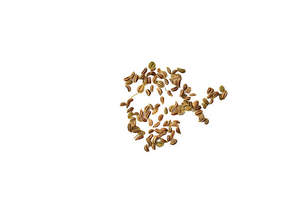 Celery seeds for planting in garden soil lie on a white background.