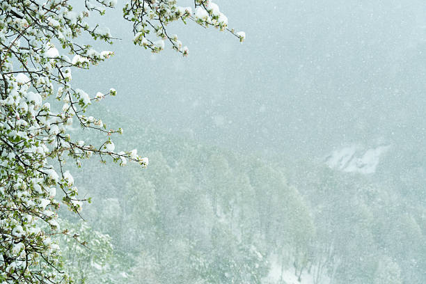 White flowering pear branches and falling snow. anomalous natural phenomenon. Cold wave Natural disasters