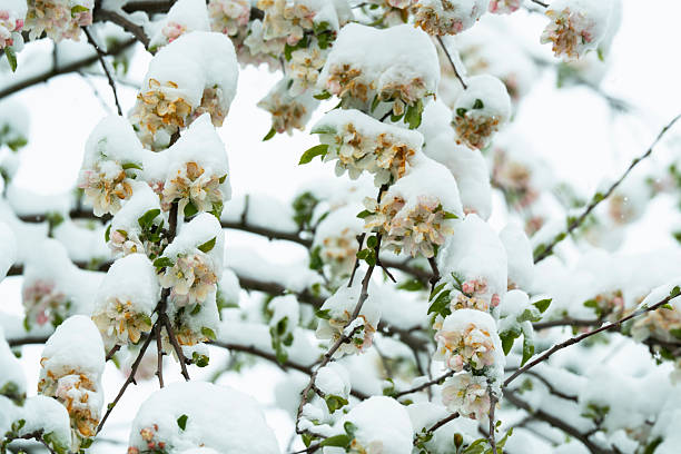 istock White flowering pear branches and falling snow. anomalous natural phenomenon. Cold wave Natural disasters 2210325455