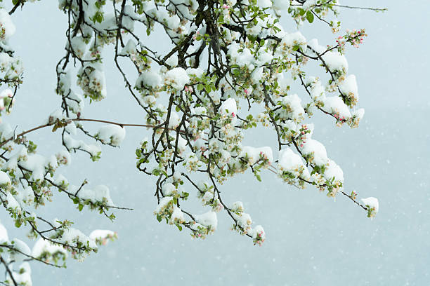 Crab apple tree covered with snow