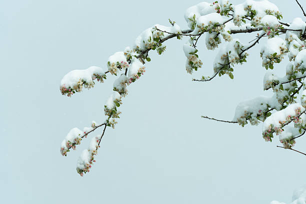 Close up of pink blossom on fruit tree covered with snow in spring. Bad weather influence in agriculture