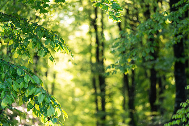 Beautiful summer morning in the forest