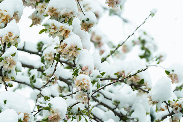 istock White flowering pear branches and falling snow. anomalous natural phenomenon. Cold wave Natural disasters 2210325469